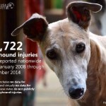 First-Ever Greyhound Racing Report Says Nearly 12,000 Dogs Injured