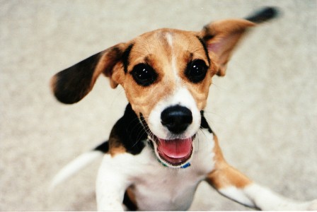 happy puppy