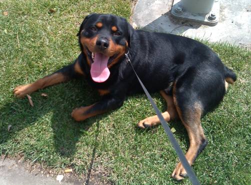 max dog shot by hawthorne police