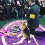 Meet the Beagle: ‘Miss P’ Wins Westminster Best in Show Title