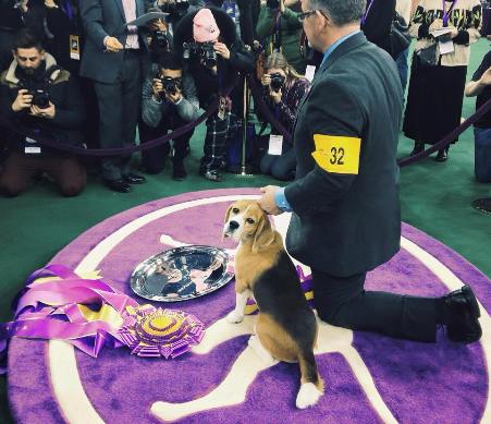 miss p beagle westminster best in show