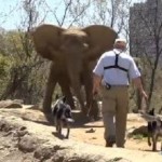 USDA Orders Pittsburgh Zoo to Stop Stressing Elephants with Herding Dogs