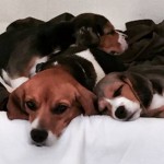 Hundreds Want 35 Beagles Rescued from Southern California Hoarder