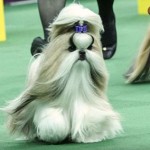 Patty Hearst’s Shih Tzu Rocket Wins Westminster Toy Group