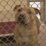 Hero Pit Bull Quarantined after Saving Girl from Rabid Raccoon