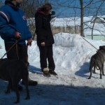 Pit Bulls Rescued from Dog-Fighting Ring Save Family from House Fire