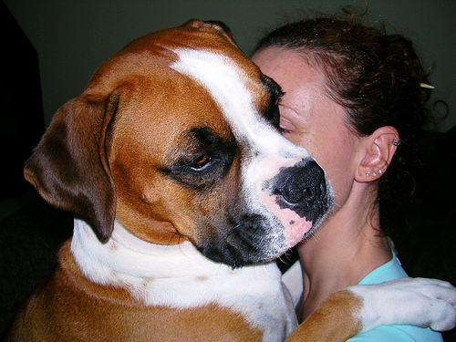 Image result for boxer dog, hugging