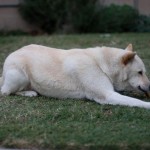 April 1 Deadline to File Claims for Dogs Sickened by Certain Jerky Treats
