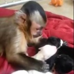 A Monkey Gently Pets Puppies and…Awww