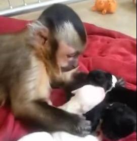 monkey petting puppies