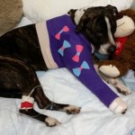 Good and Surprising News for Tampa Dog Rescued from Railroad Tracks
