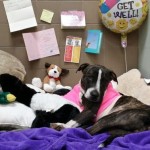 Amazing Progress for Cabela, the Dog Tied to Railroad Tracks and Shot