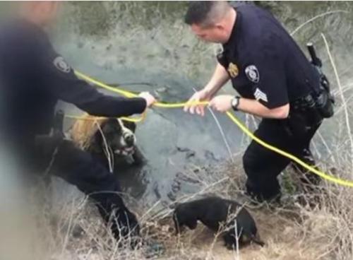 dachshund saves saint bernard