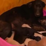 Dog Digs Hole to Save Puppies from Chile Forest Fire