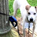 Homeless Woman Walks 3 Miles in Storm to Take Abandoned Dog to Shelter