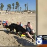 Rescued Bernese Mountain Dog Rescues Couple Caught in Rip Current