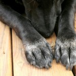 Dogs and Other Animals with Black Fur Live Longer, New Study Says