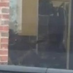 Petco Dog Groomer Fired After Disturbing Video Goes Viral