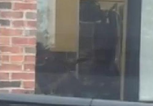 Petco groomer in viral video fired
