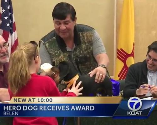 hero dachshund razor gets bone
