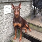 Rock Climber Rescues Doberman Trapped Deep in NY State Park Crevice