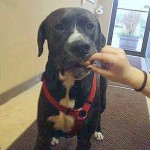 NJ Cop Investigated for Cold Comments About Dog Left to Die in River