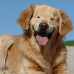 R.I.P. Smiley, Blind Puppy Mill Survivor Who Became an Inspiring Therapy Dog