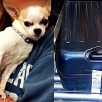 TSA Agents Discover Stowaway Chihuahua in Checked Suitcase