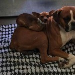 Stray Chihuahua and Boxer BFFs Get Forever Home Together