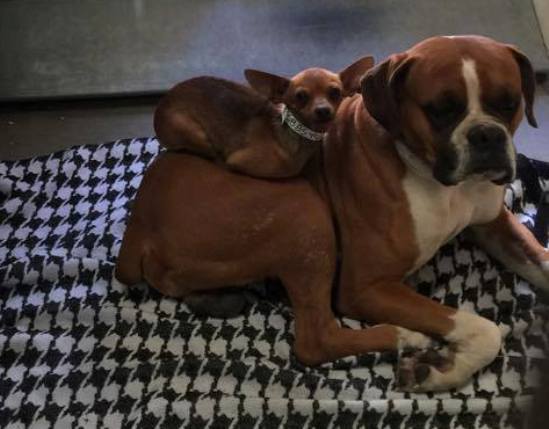 little miss and buster chihuahua and boxer