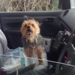 Stolen Yorkie Flags Down RSPCA Van for Help