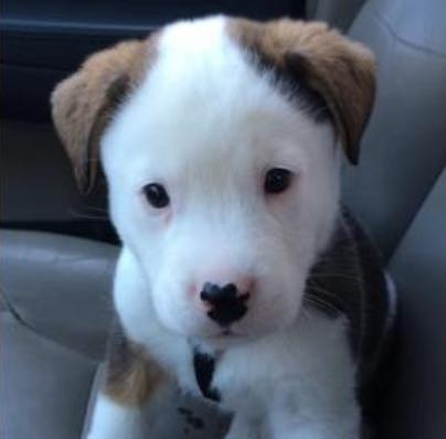 buck puppy has the hiccups