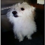 Fake LAPD Officers Confiscate Man’s ‘Neglected’ Dog