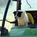 Border Collie ‘Driving’ Tractor Creates Scotland Traffic Jam