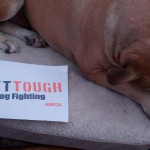 Help the ASPCA ‘Get Tough’ on Dog Fighting