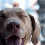 Pot for Pups? Legalizing Medical Marijuana…for Dogs