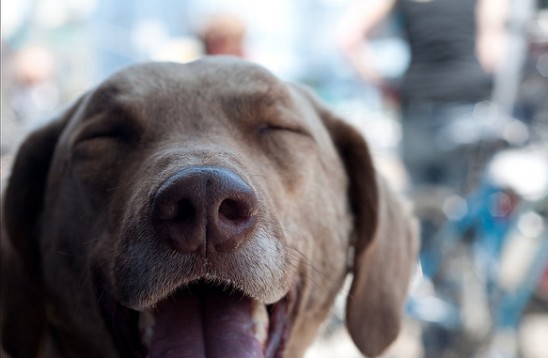happy brown dog