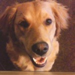 Golden Retriever Dies after Eating Sugarless Gum