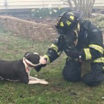 Indianapolis Pit Bull Alerts Dog Mom to House Fire