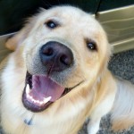 It’s a Scientific Fact: Gazing at Dogs Increases Our Feel-Good Hormones