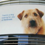 Dog on Electronic Billboards ‘Follows’ Shoppers to Encourage Adoptions