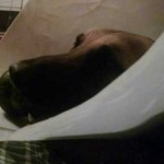 Belgian Malinois Eats 23 Live Rifle Rounds (and He’s Okay)