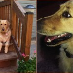 Golden Retriever Dies After Being Left in Petco Drying Cage