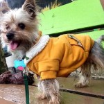 Dog Killer Prince Shembo May Rejoin NFL’s Atlanta Falcons