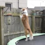 Boiiing! Dog Uses Trampoline to Escape Yard and Follow Dad to Work