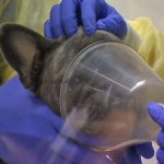 Epidemic Dog Flu Spreads to Texas and Georgia