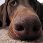 New Vaccine for Epidemic H3N2 Dog Flu Now Available