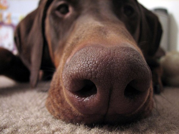 dog nose H3N2 Dog Flu