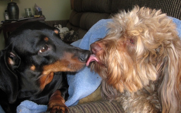 two dogs kissing