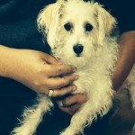 Dog Stolen by Fake LAPD Officers Returned to Owner